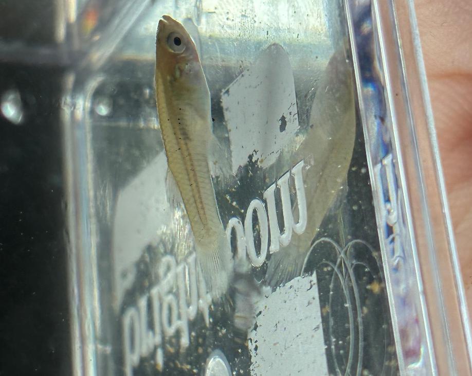 Bigeye shiner photographed in a clear container